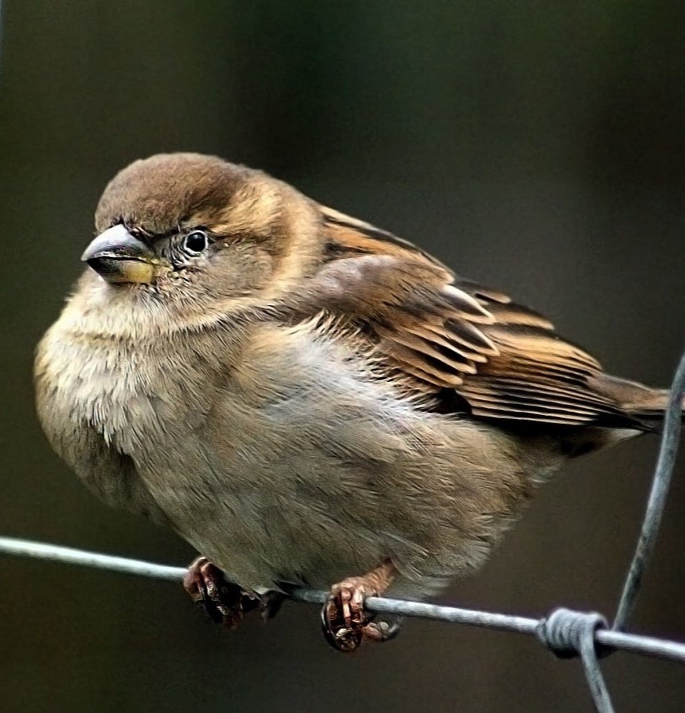 Воробей фото