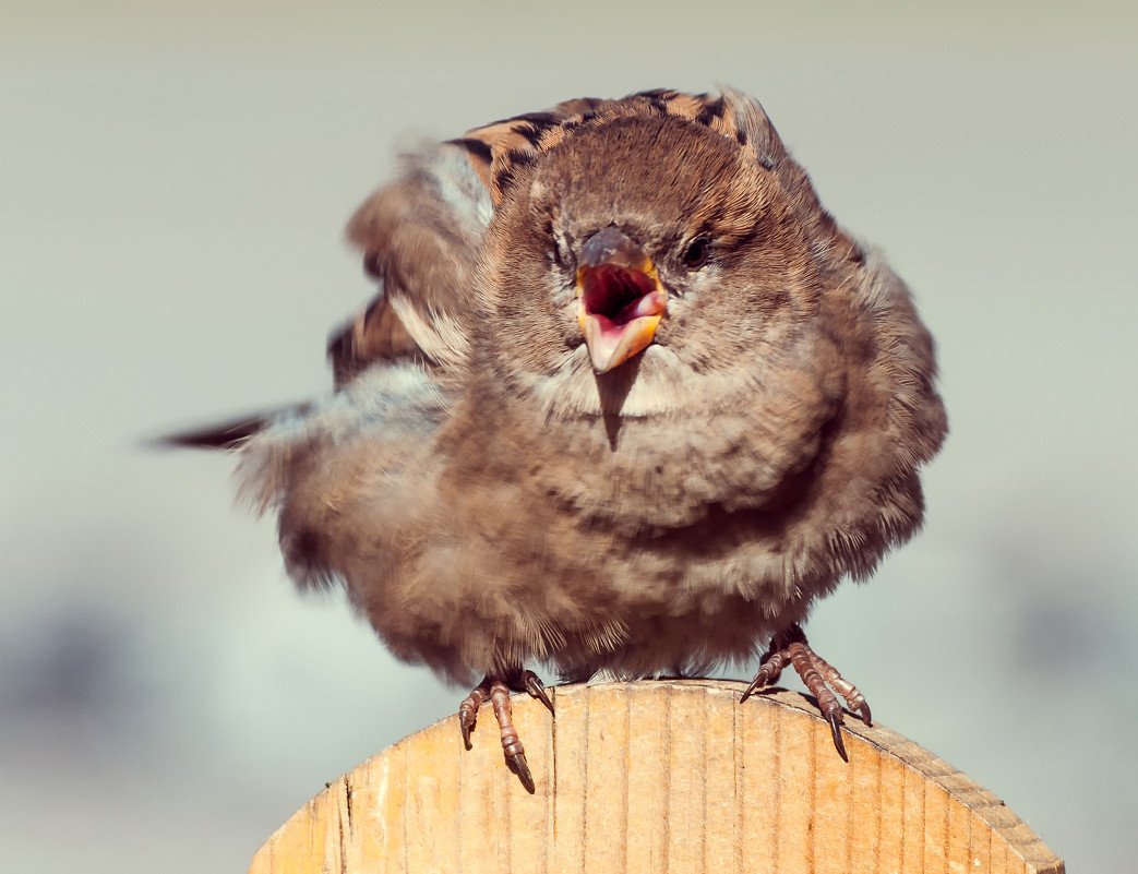 Смешной Воробушек