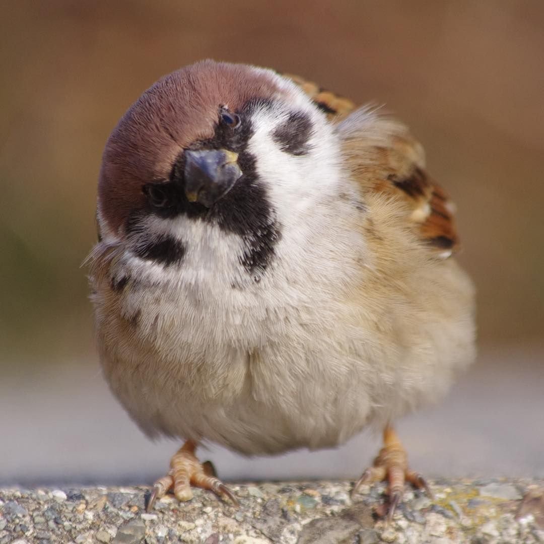 Милые воробьи