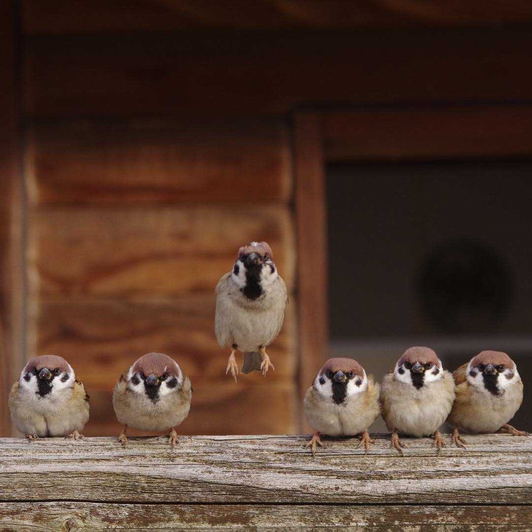 Смешной Воробей