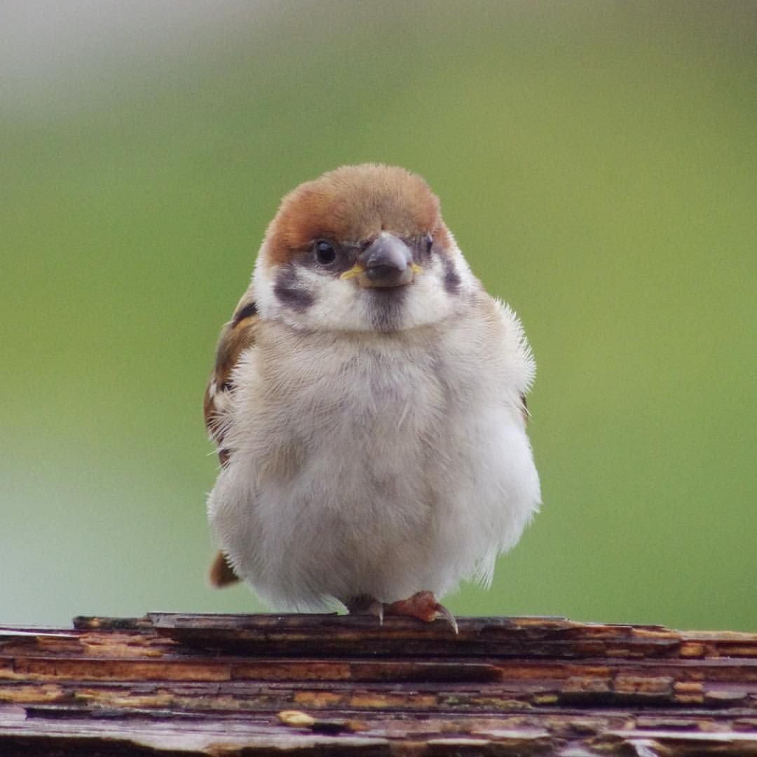 Смешной Воробей