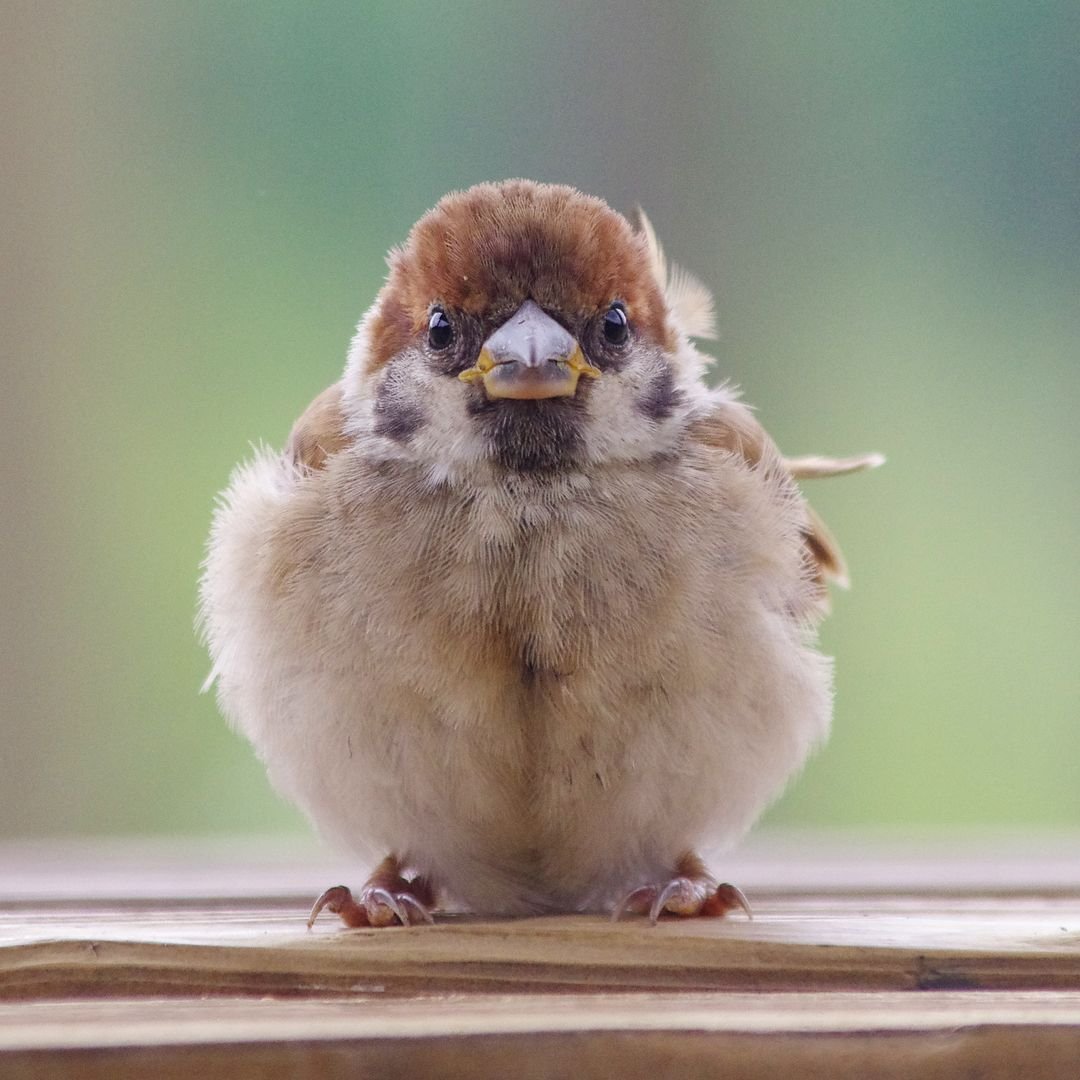 Смешной Воробушек