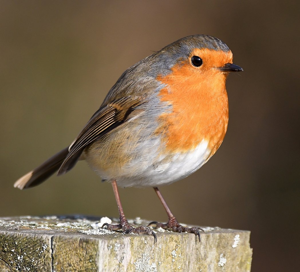 Розовая Зарянка