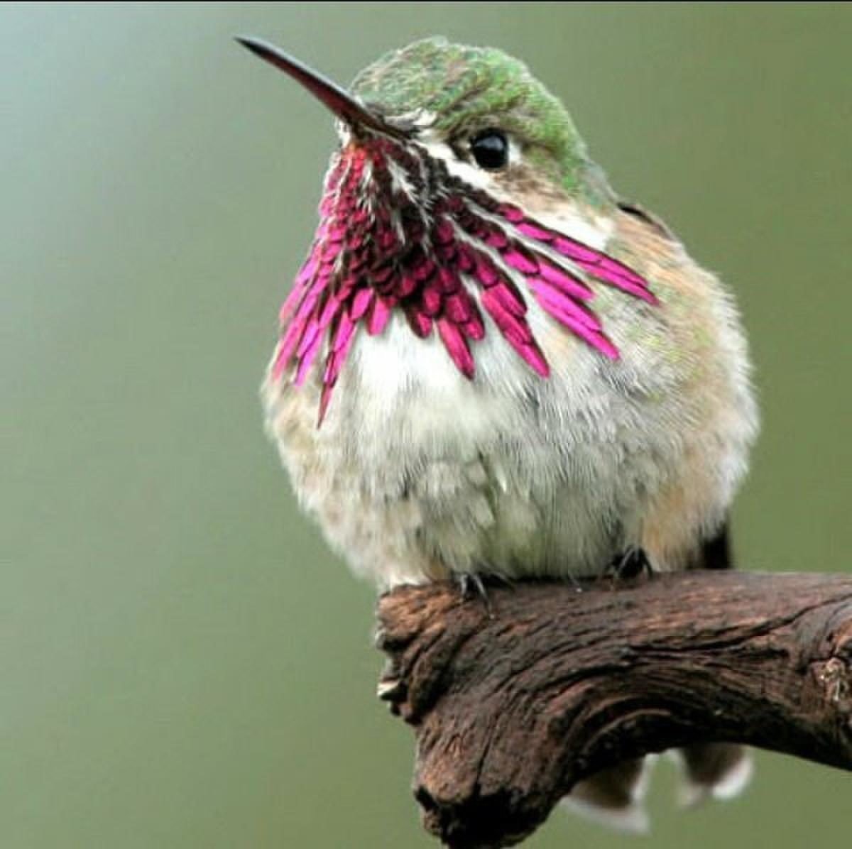 Колибри — единственная птица, которая может летать задом наперёд.