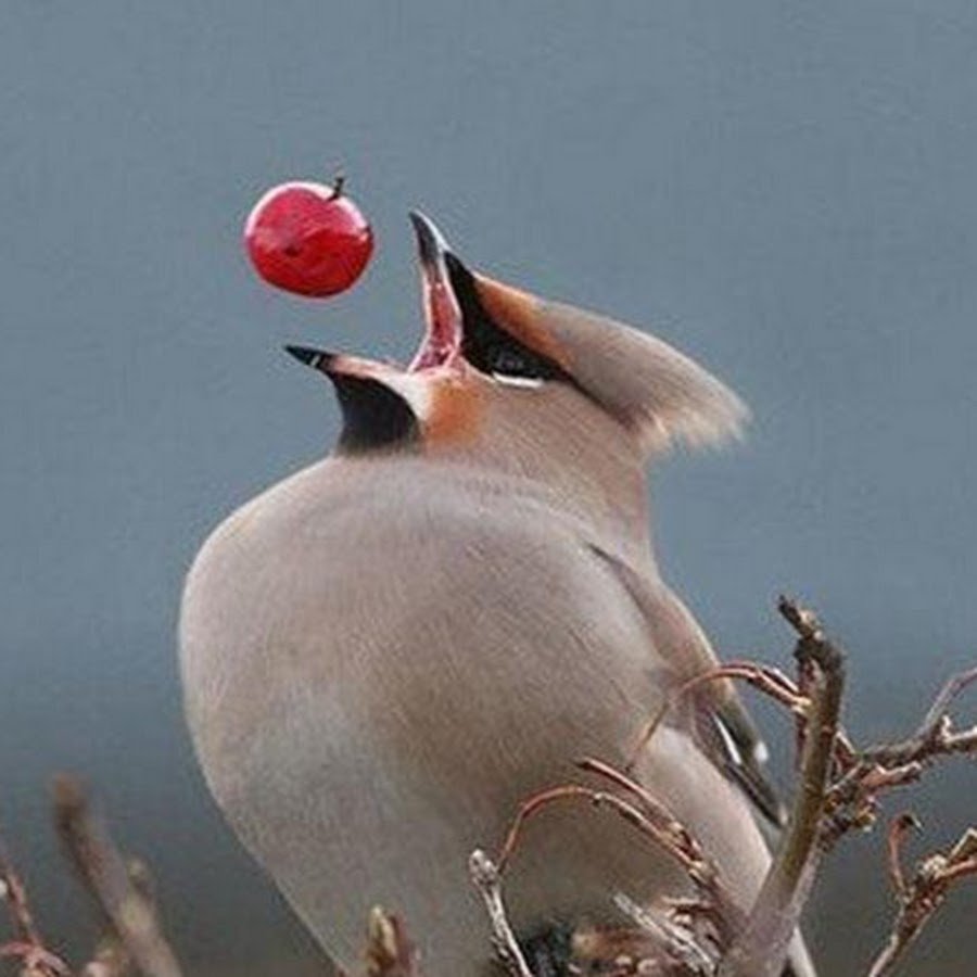 Свиристель альбинос