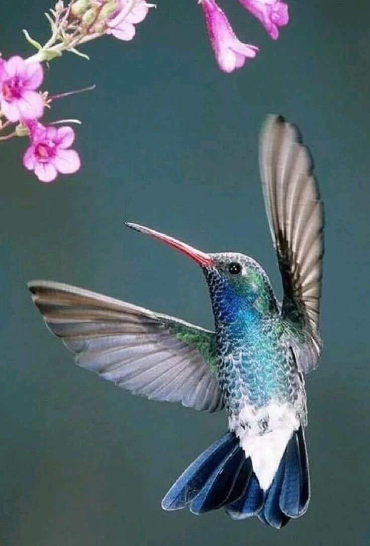 Окрас птички Колибри