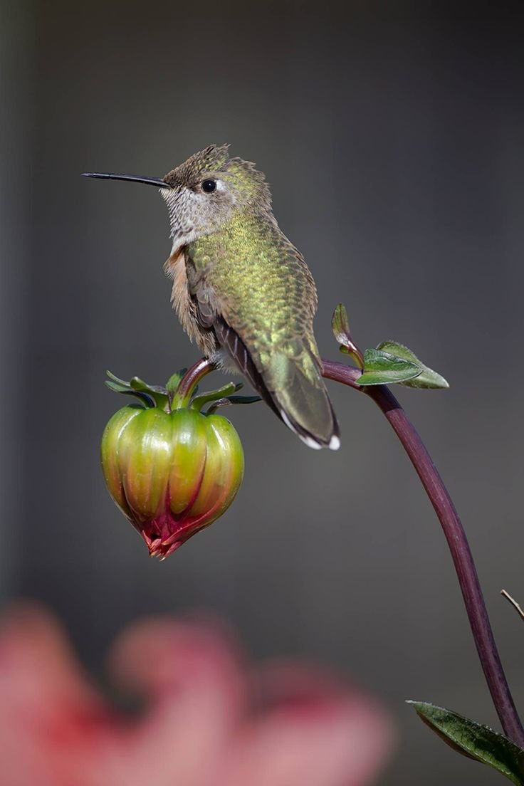 Солнечный Колибри Претра