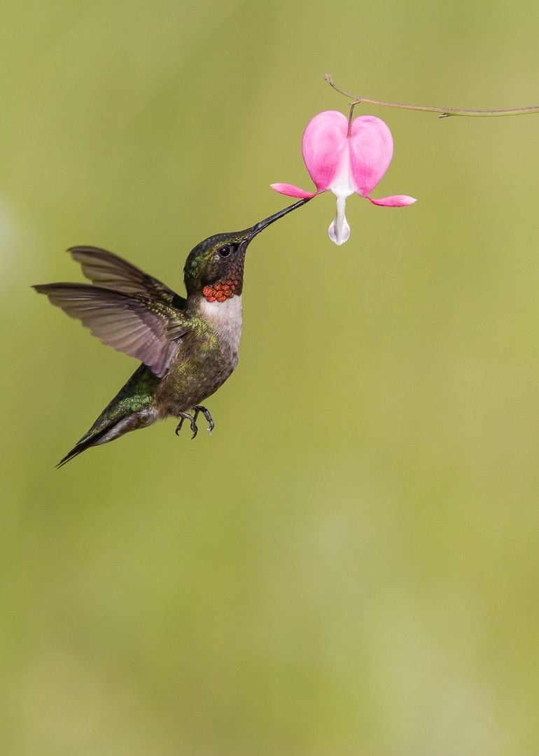 Размер Колибри птицы в см