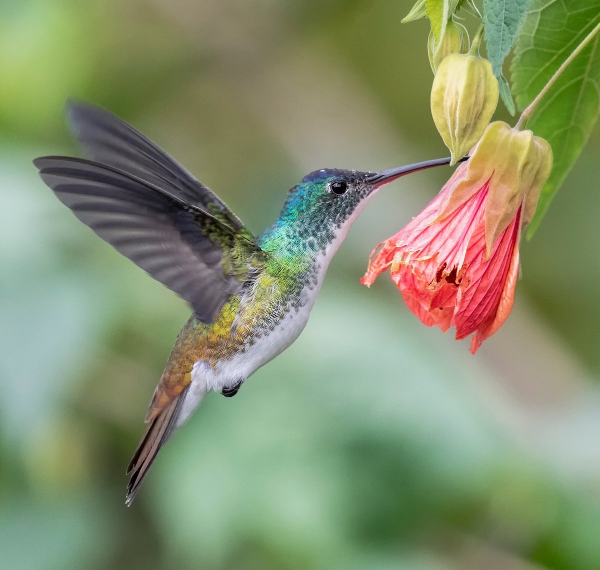 Крымская Колибри