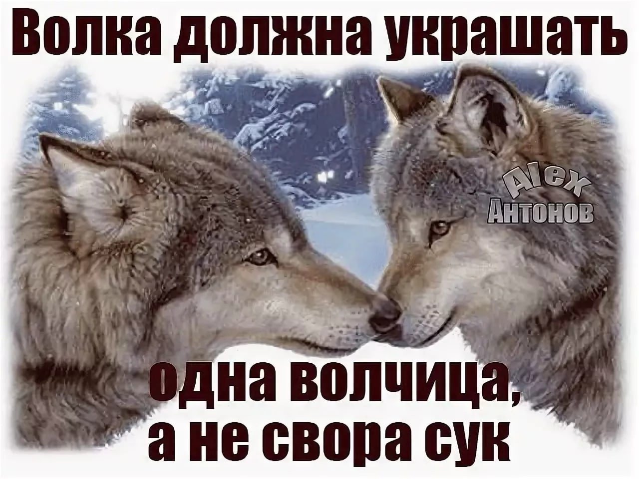 Полюбить волка. Волк с надписью. Статусы с волками. Волк и волчица. Волчья верность.