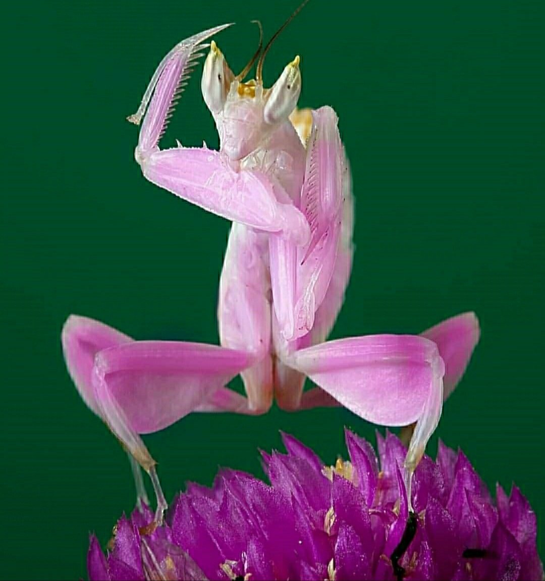 Богомол Hymenopus coronatus
