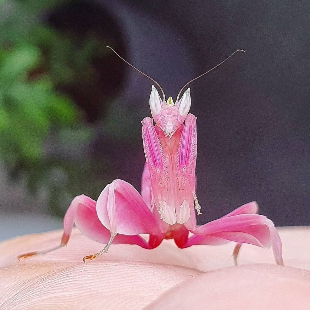 Розовый богомол