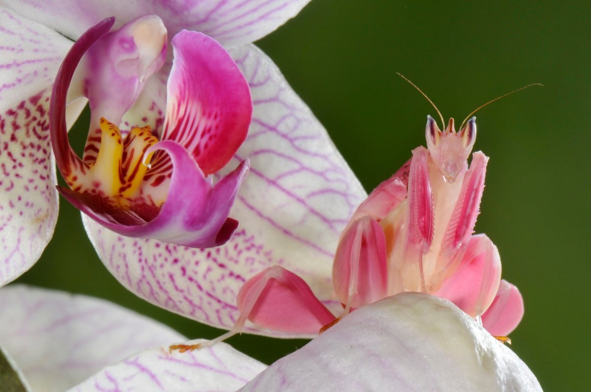 Orchid Mantis Hymenopus coronatus