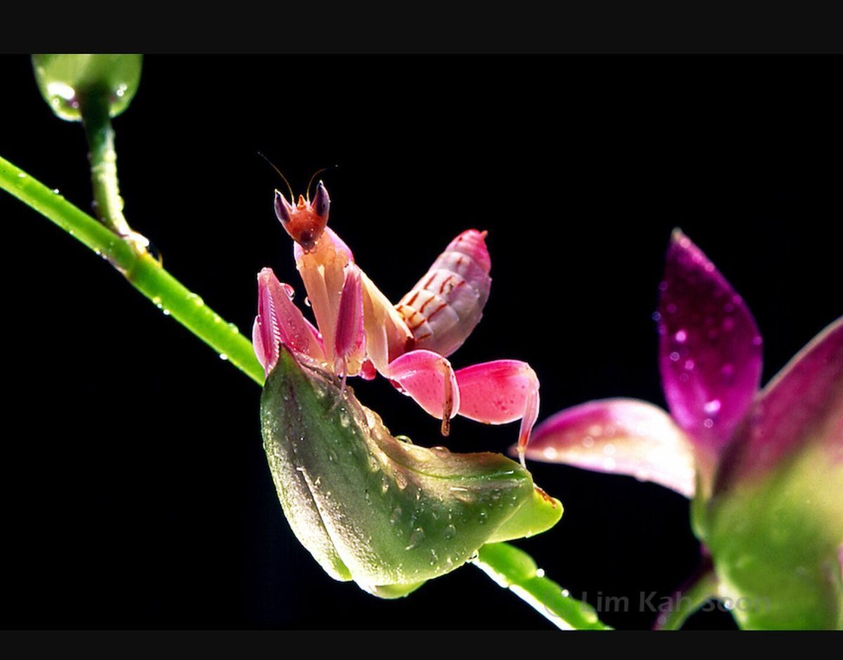 Орхид Мантис