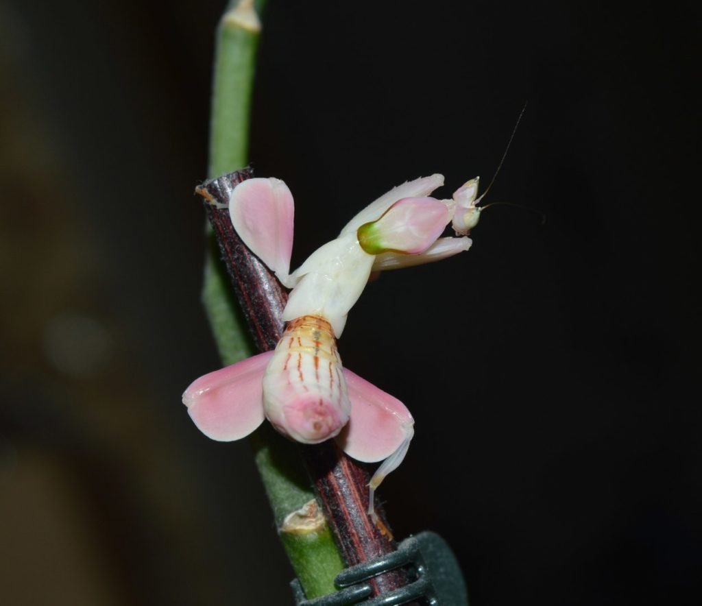 Орхидейный богомол