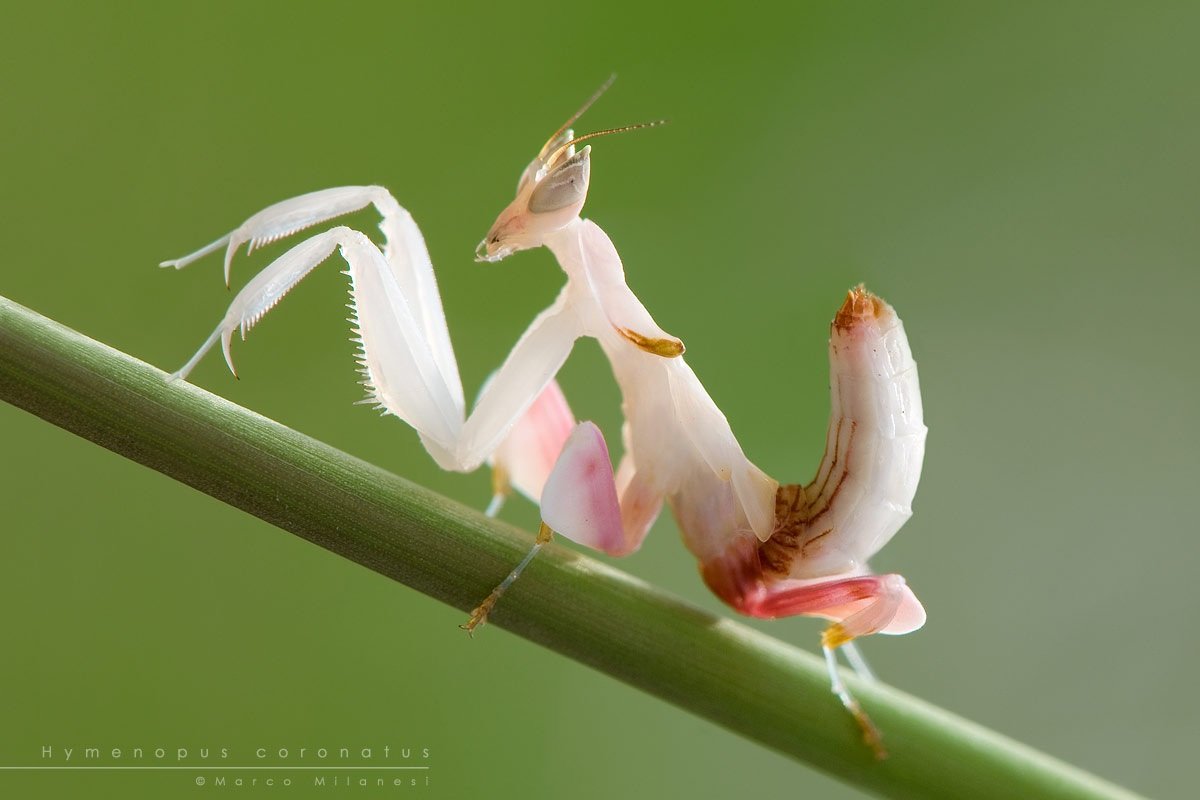 Богомол Hymenopus coronatus