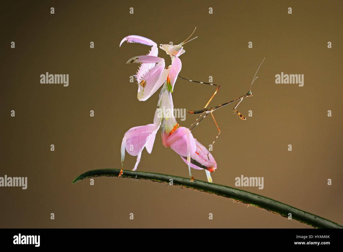 Орхидейный богомол референс