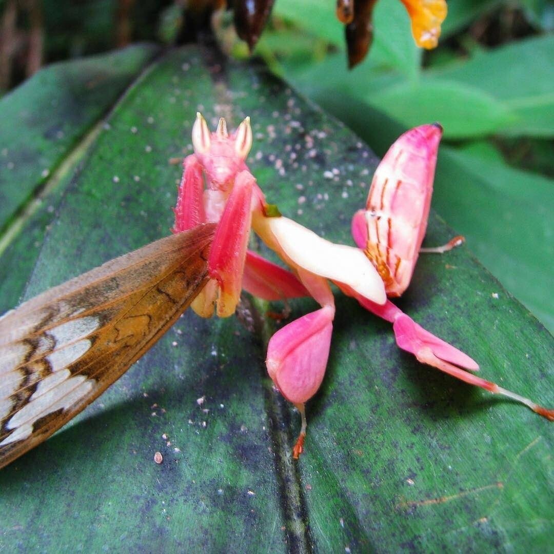 Орхид Мантис