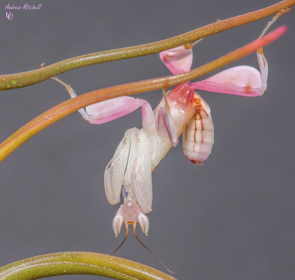 Богомол Hymenopus coronatus