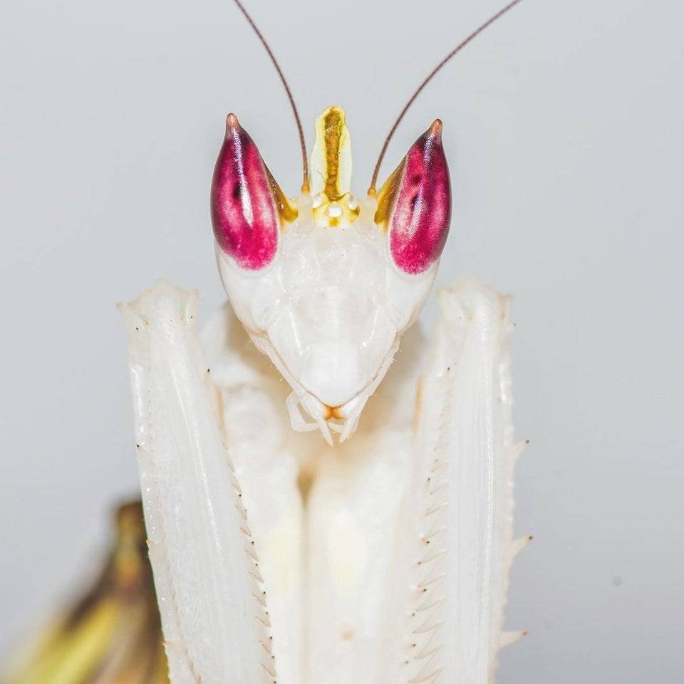 Орхидейный богомол самка