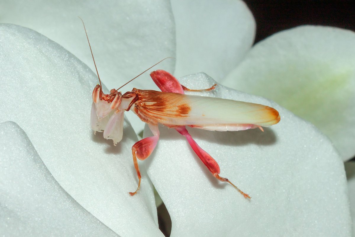 Hymenopus coronatus