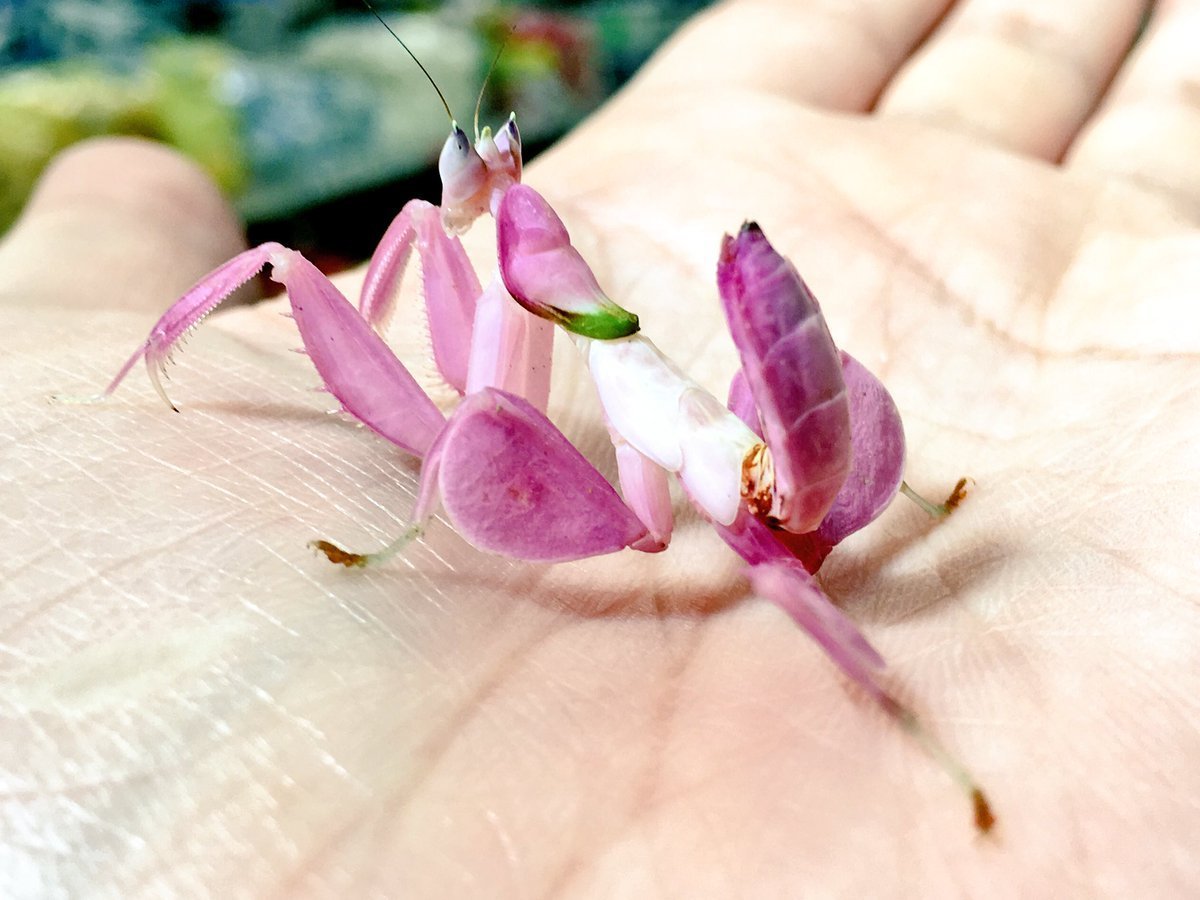 Орхидейный богомол