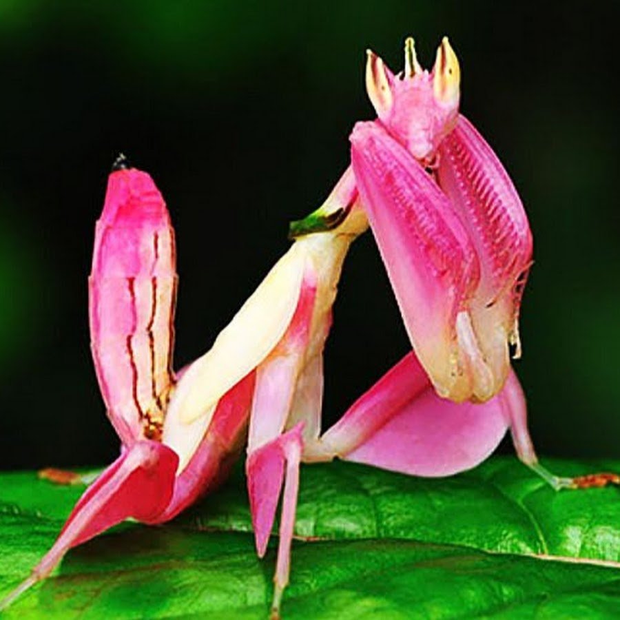 Малазийский орхидейный богомол