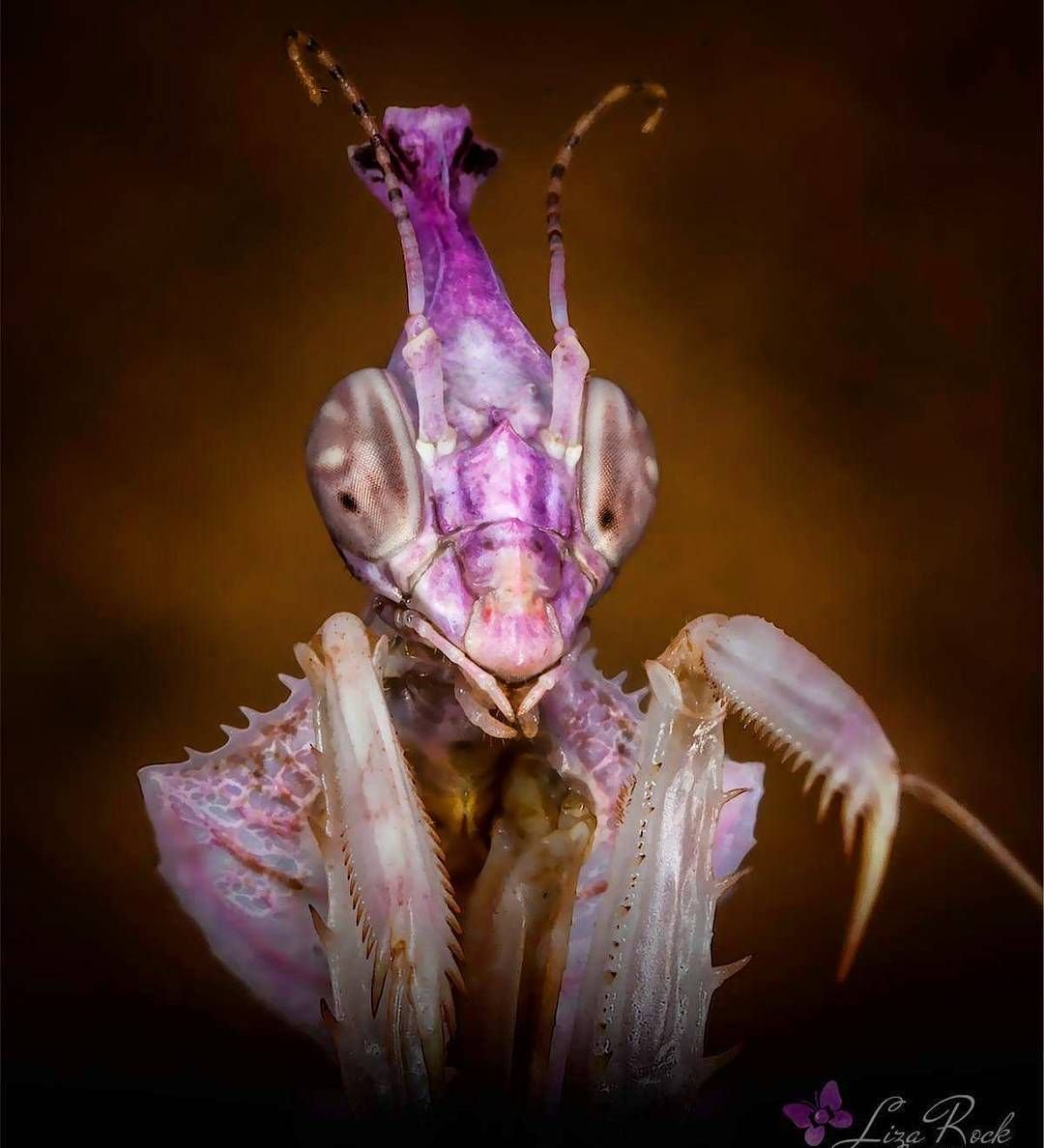 Богомол Idolomantis diabolica черный