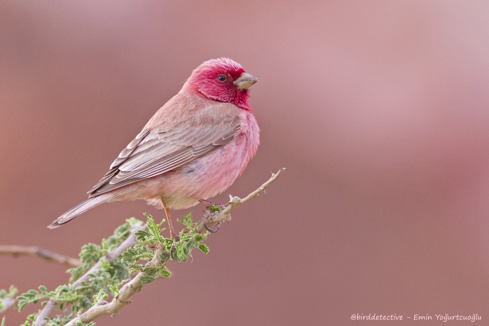 Серо розовая птичка. Малиновогрудая петроика. Rosefinch птица. Розовый Зяблик. Carpodacus synoicus.