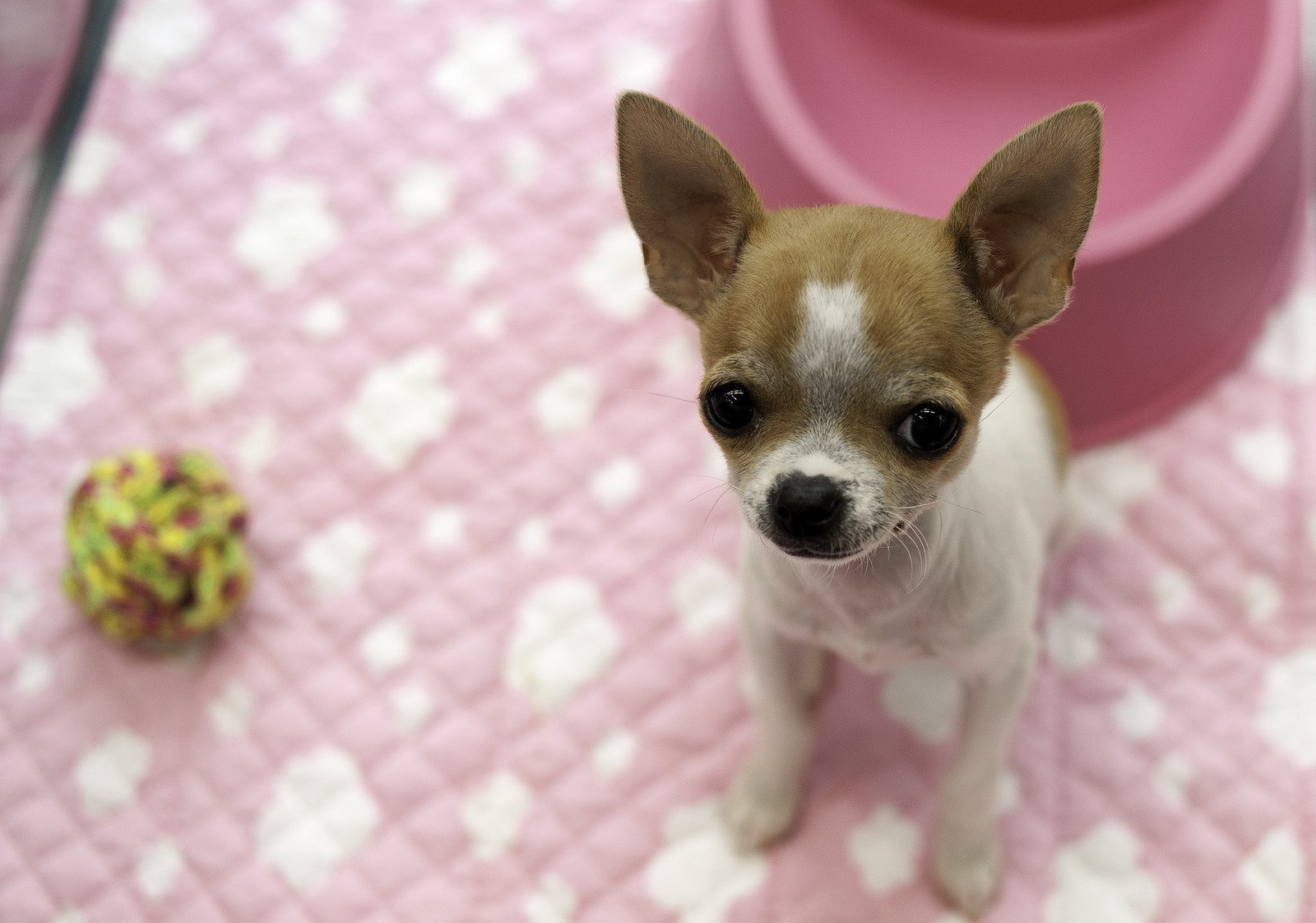 Порода самой маленькой собаки цена. Собачка чихуахуа. Порода собак чихуахуа. Чихва Хва. Порода собак чихуахуа чихуахуа.