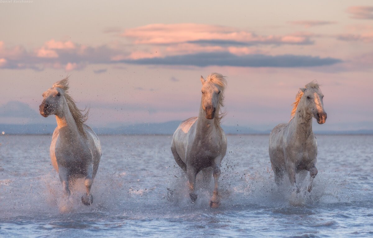 Дикие французские лошади Камаргу