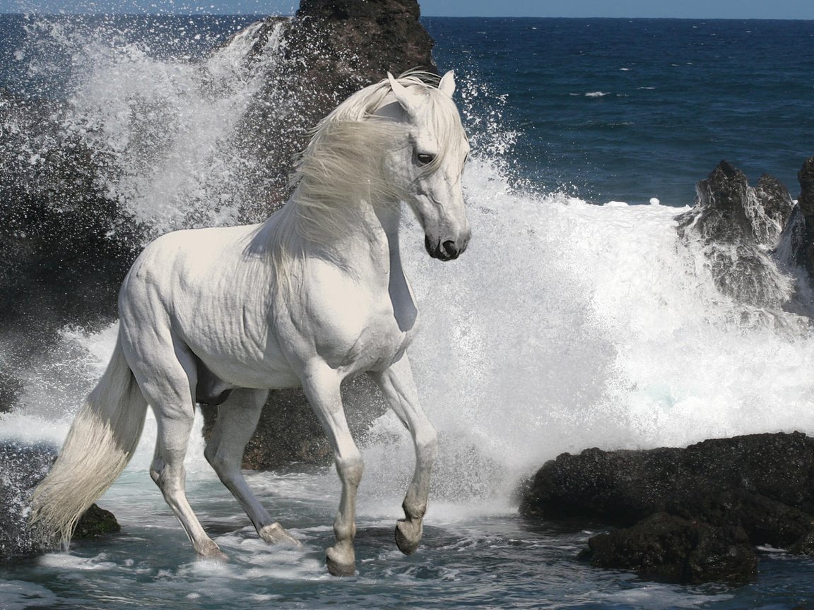 Белый Мустанг лошадь