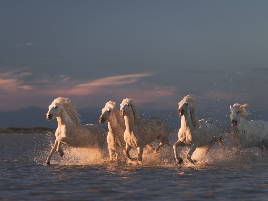 Рене Гийо белая грива