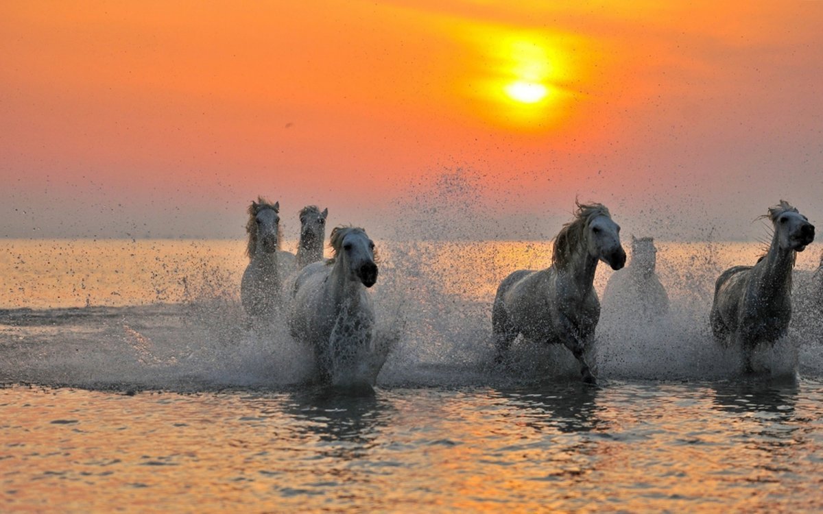 Конь на закате море