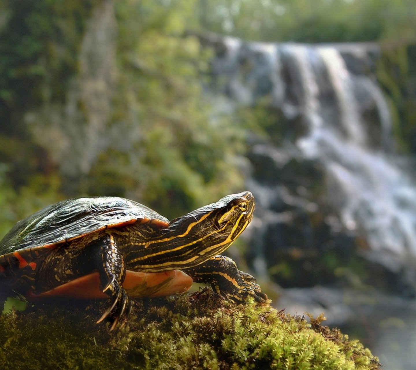 Черепахи весной. Красноухая Болотная черепаха. Красноухая Речная черепаха. Красноухая водоплавающая черепаха. Каспийская красноухая черепаха.