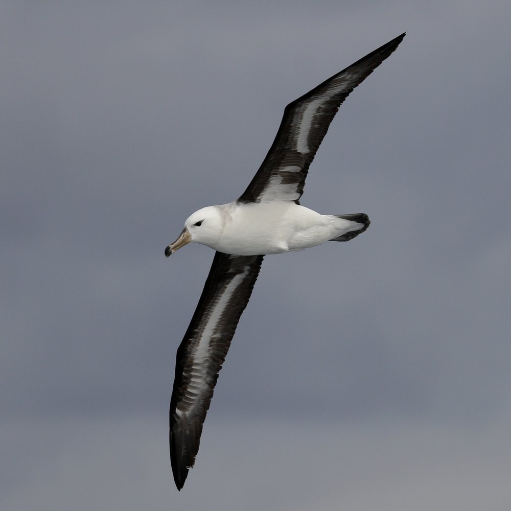 Альбатрос Albatross 2011