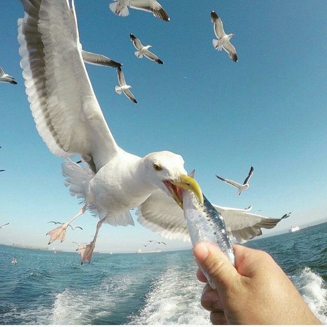 Селфи с птицей