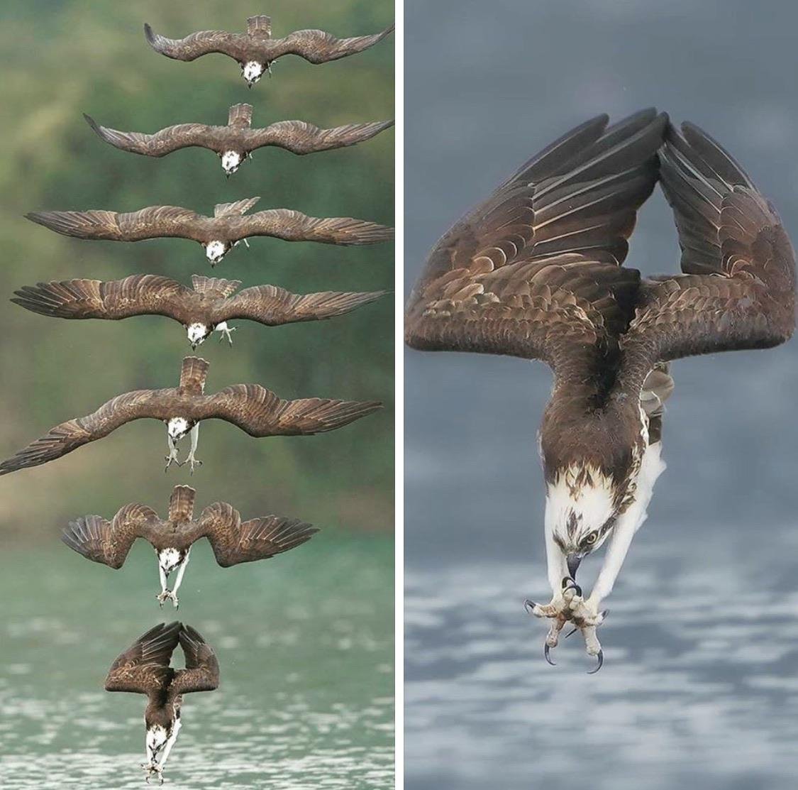 Птицы пикирующие в воду