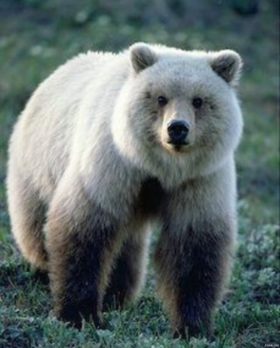 Полярный Гризли гибрид