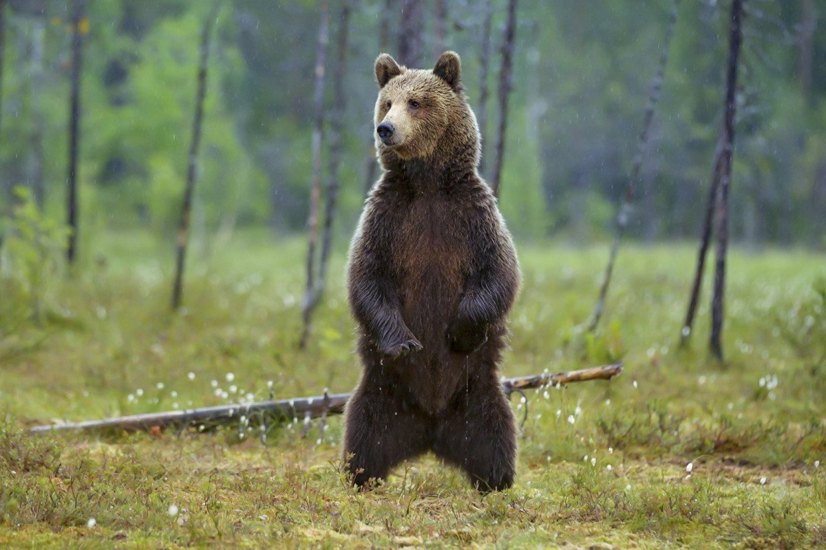 Медведь в лесу стоя