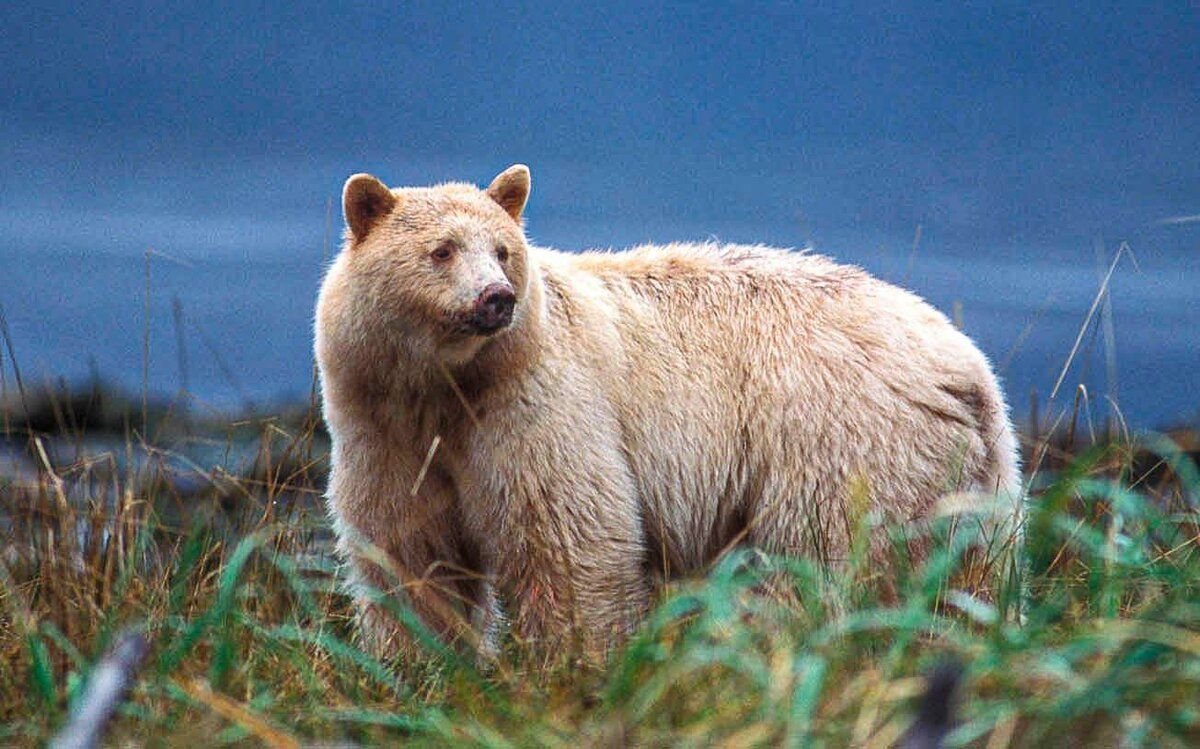 Полярный Гризли гибрид