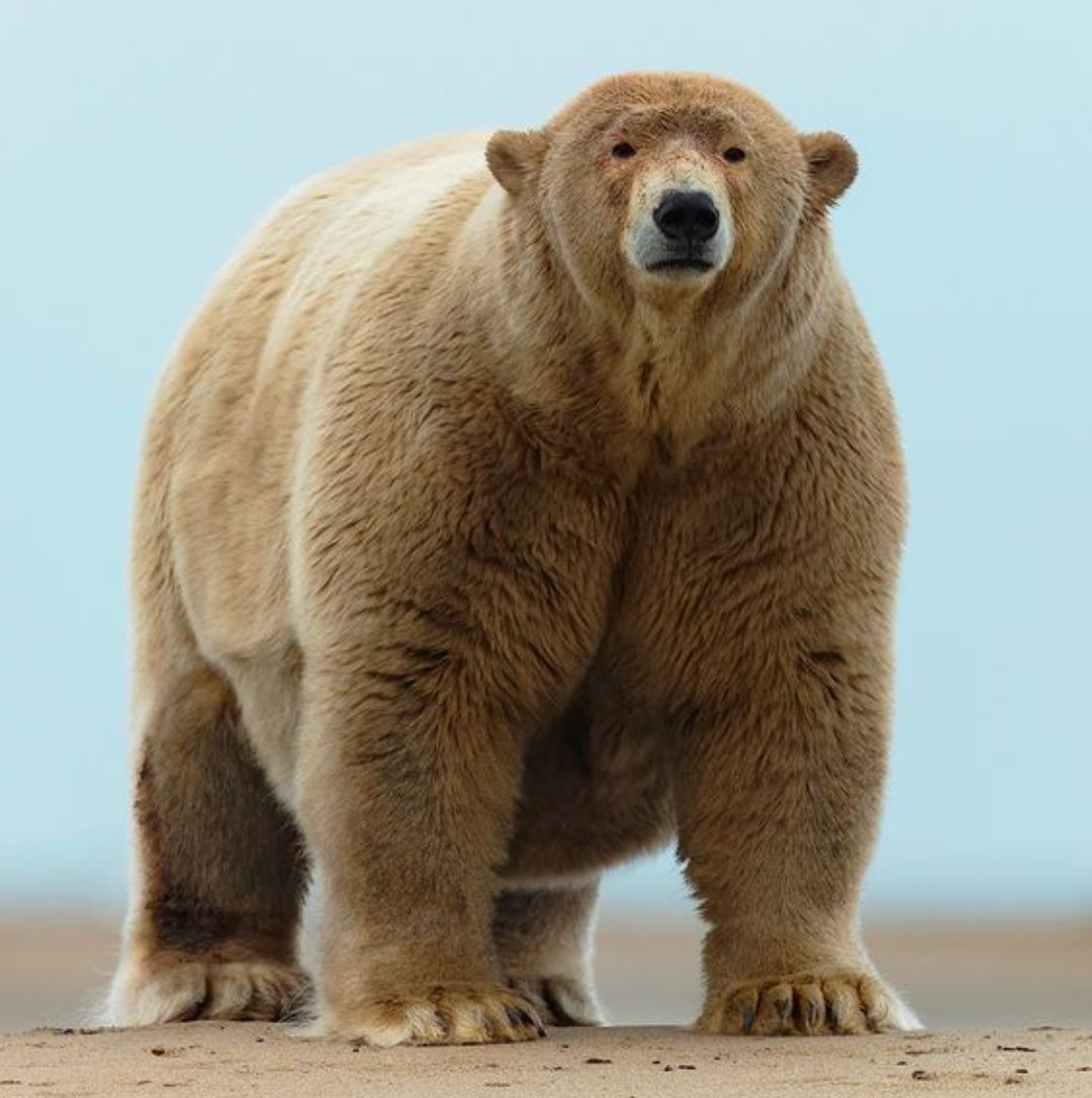 ГРОЛАР (Полярный Гризли)