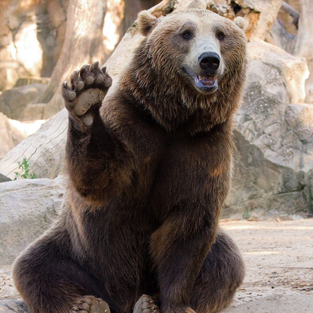 Висконсинский белый Гризли