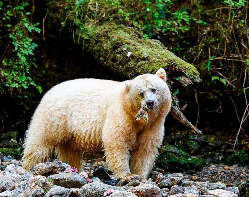 Кермодский бурый медведь