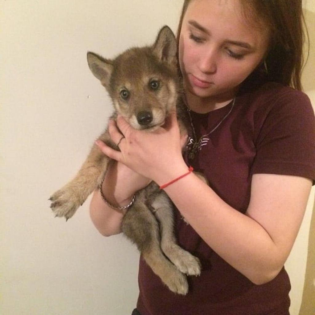 Волгоградский блоггер волк