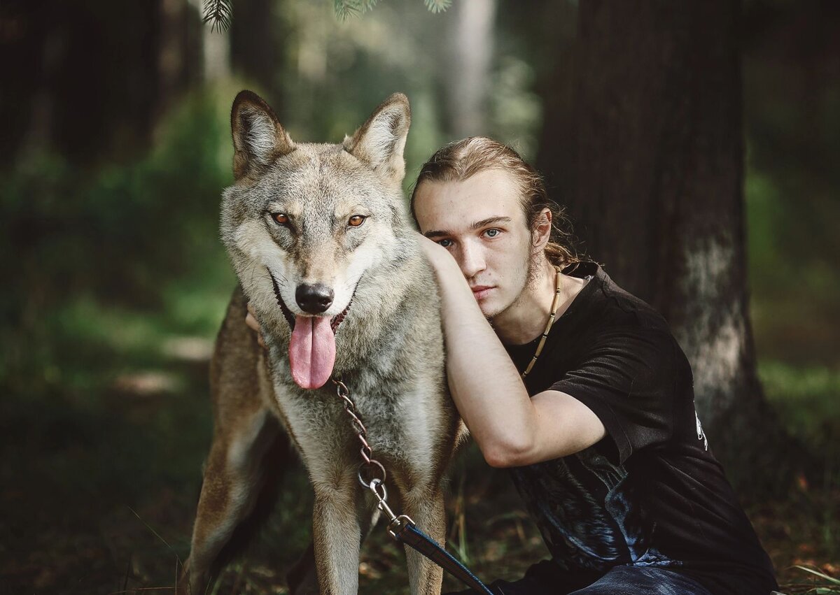 Домашний волк