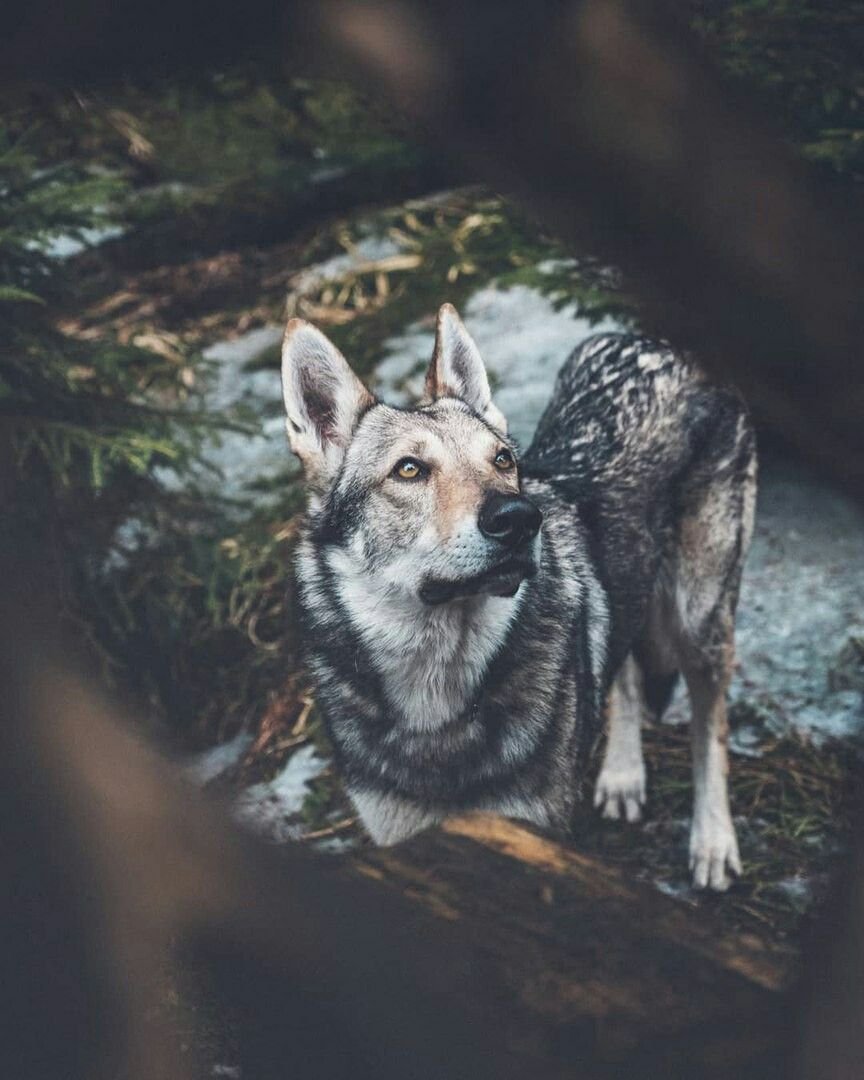 Дружба оленя и волка