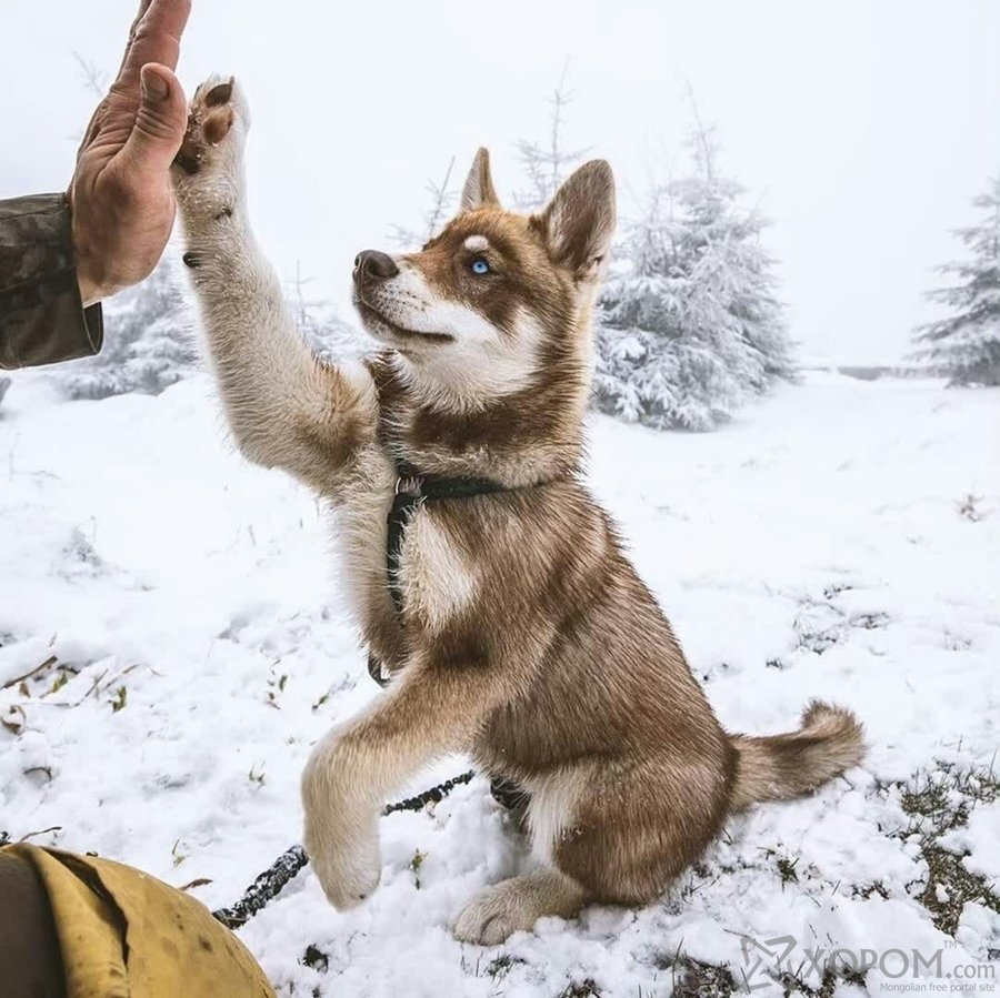 Интересное про хаски