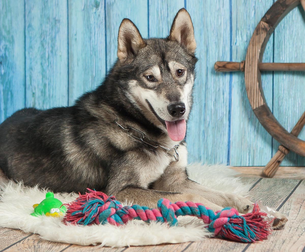 Дружелюбный волк