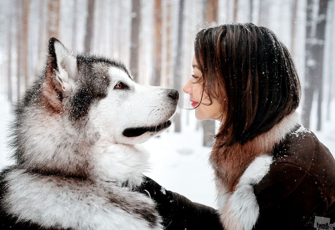 Сибирский хаски с человеком